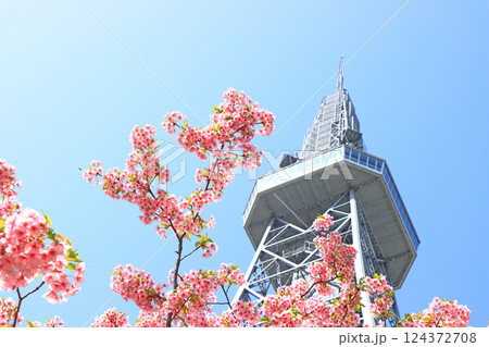 愛知県名古屋市、河津桜と名古屋テレビ塔の風景 愛知県名古屋市、河津桜と名古屋テレビ塔の風景 124372708