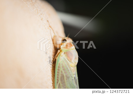 羽化直後のセミ – 生命の神秘 124372721