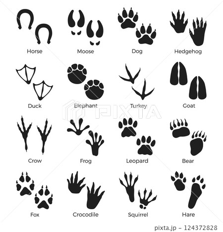 Black animals footprints. Paws prints silhouettes, reptiles, birds and mammals, wild life steps, horse, elephant and bear, stickers collection, isolated elements with text, nowaday vector set 124372828