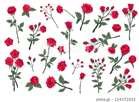 Cartoon burgundy roses. Red blooming scarlet flowers, romantic floral symbol, valentine day gift, green leaves, buds and thorns, garden bouquet, decorative botany, tidy vector isolated set Cartoon burgundy roses. Red blooming scarlet flowers, romantic floral symbol, valentine day gift, green leaves, buds and thorns, garden bouquet, decorative botany, tidy vector isolated set 124372833