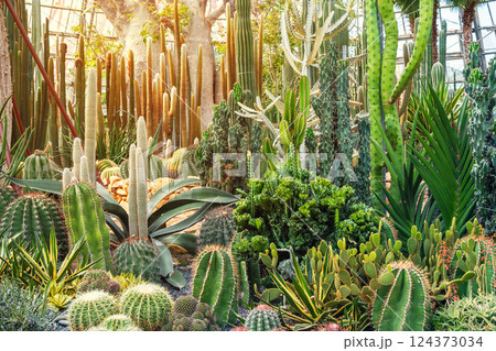 cacti and succulents in a greenhouse at Botanical garden of Tropical plants in Vietnam 124373034