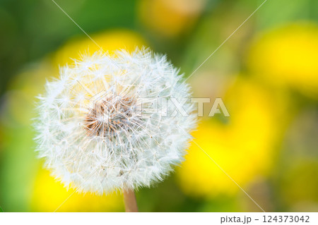アフロなタンポポの綿毛 アフロなタンポポの綿毛 124373042