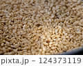 コクゾウムシと傷んだ米 124373119