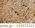 コクゾウムシと傷んだ米 124373122