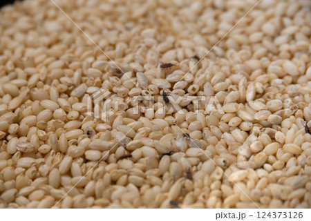 コクゾウムシと傷んだ米 124373126