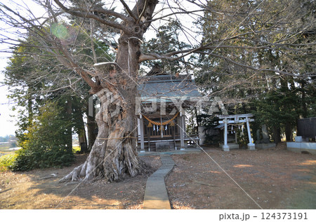 埼玉県深谷市岡の当後白鬚神社　御神木のムクノキ 124373191