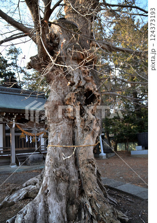 埼玉県深谷市岡の当後白鬚神社　御神木のムクノキ 124373193