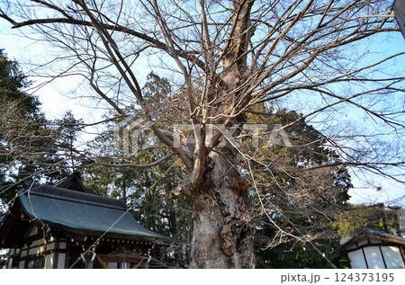 埼玉県深谷市岡の当後白鬚神社　御神木のムクノキ 124373195