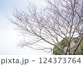 桜の木 124373764