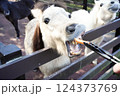 柵から顔を出しエサを食べる馬 124373769