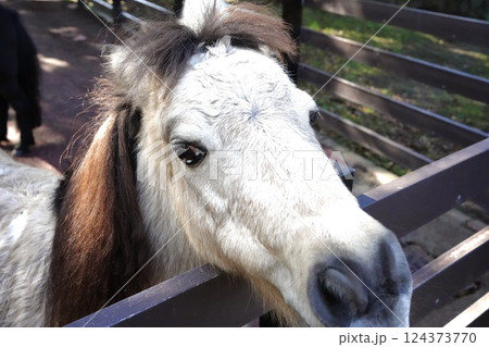 柵の間から顔を出す馬 柵の間から顔を出す馬 124373770