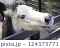 柵から顔を出す馬 124373771