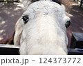 柵から顔を出す馬 124373772