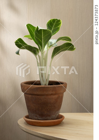 Aglaonema sp, or Chinese Evergreen, adds a touch of green to any space. 124373873
