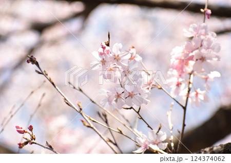 可憐なピンクの彼岸桜 124374062