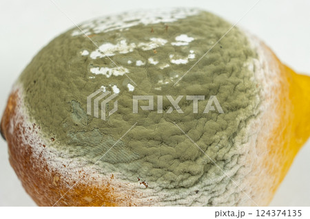 Old Lemon with Green Mold. Rotten Food Macro Old Lemon with Green Mold. Rotten Food Macro 124374135