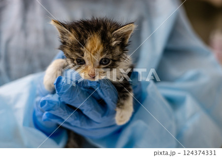 Stray kitten at the vet. A veterinarian in blue gloves and a coat holds a small stray kitten during a medical examination, providing him with the necessary care and treatment. 124374331