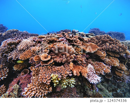 ゴリラチョップの珊瑚礁 沖縄県崎本部 ゴリラチョップの珊瑚礁 沖縄県崎本部 124374336