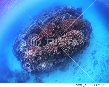 ゴリラチョップの珊瑚礁 沖縄県崎本部 ゴリラチョップの珊瑚礁 沖縄県崎本部 124374342