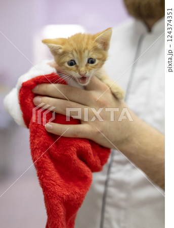 Vertically. The veterinarian holds a charming kitten wrapped in a red New Year's hat. The scene reflects the moment of concern for the kitten and celebration in a veterinary environment. 124374351