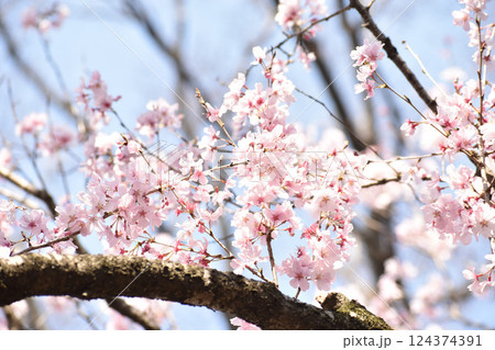 可憐なピンクの彼岸桜 可憐なピンクの彼岸桜 124374391