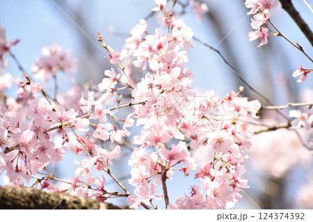 可憐なピンクの彼岸桜 可憐なピンクの彼岸桜 124374392