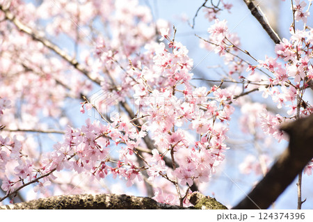 可憐なピンクの彼岸桜 124374396