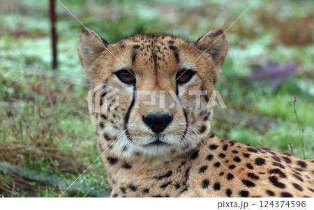 チーター 124374596