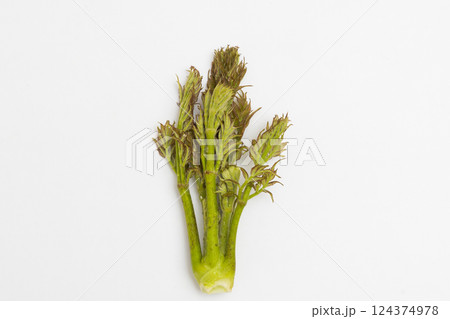 春の味覚 タラの芽の素材写真 春の味覚 タラの芽の素材写真 124374978