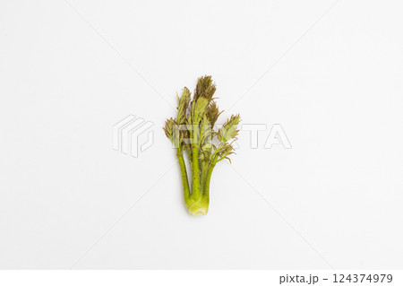 春の味覚 タラの芽の素材写真 春の味覚 タラの芽の素材写真 124374979