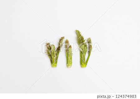 春の味覚　タラの芽の素材写真 124374983