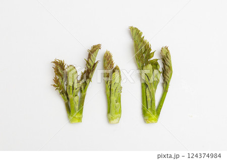 春の味覚 タラの芽の素材写真 春の味覚 タラの芽の素材写真 124374984