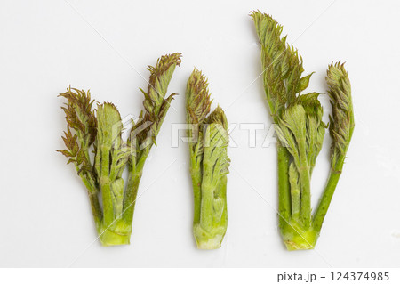 春の味覚 タラの芽の素材写真 春の味覚 タラの芽の素材写真 124374985
