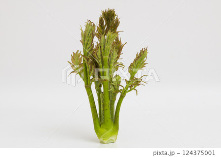 春の味覚　タラの芽の素材写真 124375001