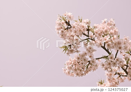 春の色彩とカワズザクラの花（セピア） 124375027