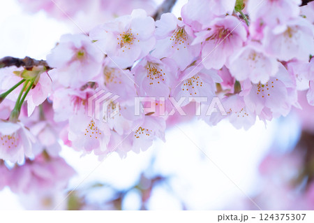 開花したばかりの桜 124375307