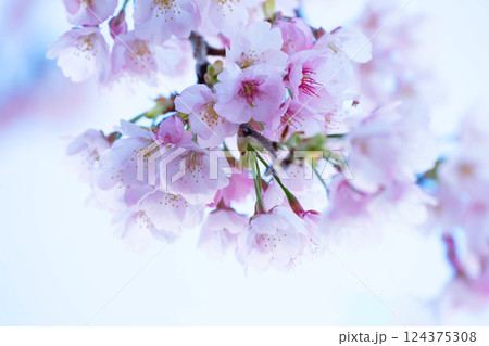 開花したばかりの桜 124375308