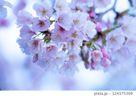 開花したばかりの桜 開花したばかりの桜 124375309