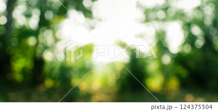 Green bokeh of forest and trees with light Green bokeh of forest and trees with light 124375504