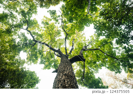Green trees in the forest from under the tree. Nature and leaves background. 124375505