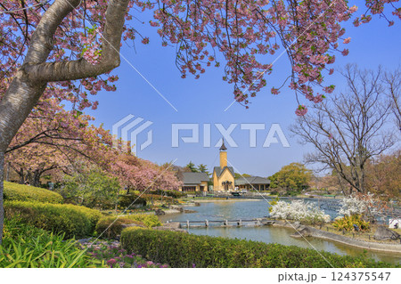 なばなの里　満開の河津桜とチューリップ 124375547