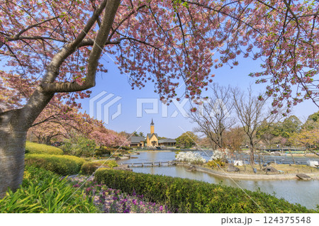 なばなの里 満開の河津桜とチューリップ なばなの里 満開の河津桜とチューリップ 124375548