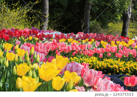 なばなの里　満開の河津桜とチューリップ 124375553