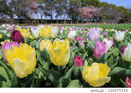 なばなの里　満開の河津桜とチューリップ 124375559