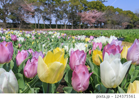 なばなの里　満開の河津桜とチューリップ 124375561