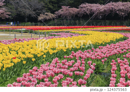 なばなの里 満開の河津桜とチューリップ なばなの里 満開の河津桜とチューリップ 124375563