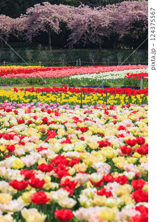 なばなの里　満開の河津桜とチューリップ 124375567