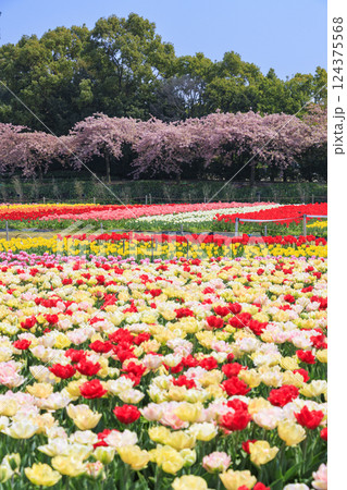 なばなの里　満開の河津桜とチューリップ 124375568