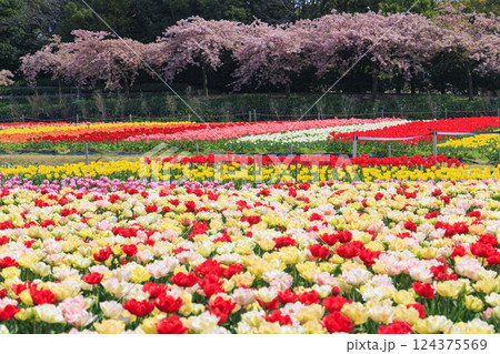 なばなの里　満開の河津桜とチューリップ 124375569