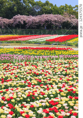 なばなの里　満開の河津桜とチューリップ 124375570